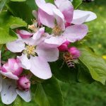 Biene an Apfelbaumblüte 