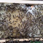 Bienenbesetztes Rähmchen