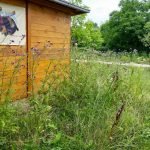 Spontanbewuchs im Bamberger Bienengarten an der Bienen-InfoWabe