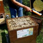 Blick in Volk von Bienenpatin Sabine Gründler