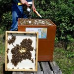 Entfernen der Bienenflucht am Volk Felicitas "Fee" Sauer