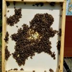 Bienenflucht, an der Unterseite mit Bienen