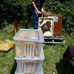 Geerntete Honigwaben im lebensmittelechten Plastikwannen