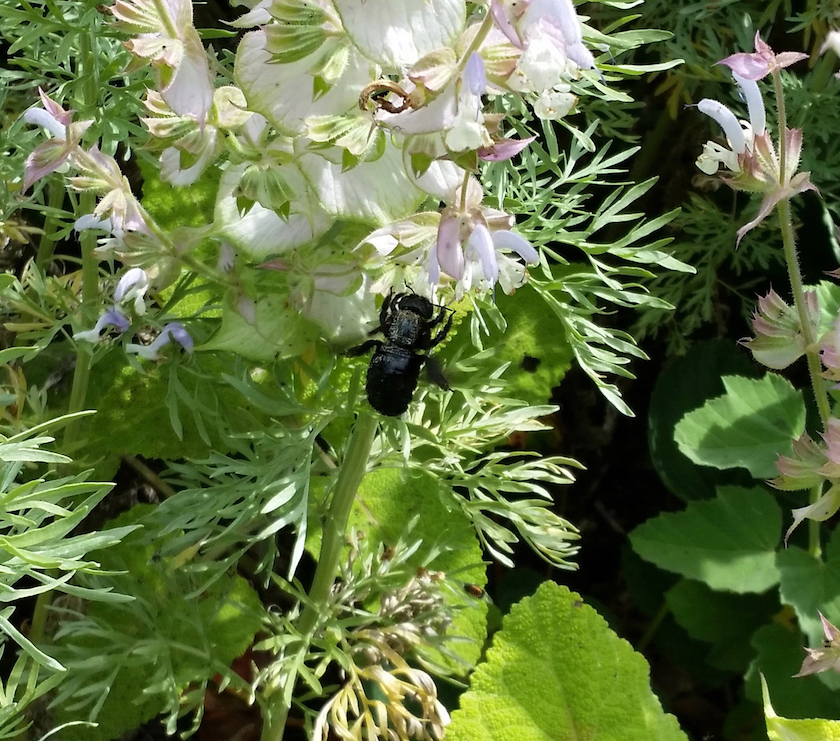 Holzbiene Xylocopa violaceaan Muskatellersalbei Salvia Sclarea