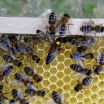 Bienenkönigin des Standortes Buger Wiesen
