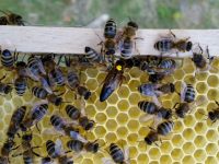 Bienenkönigin des Standortes Buger Wiesen