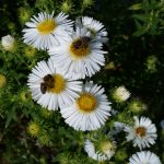 Bienen an weißer Herbstaster (Raublatt-Aster, Aster novae-angliae 'Herbstschnee')