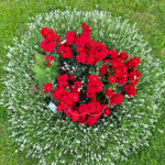Rosa 'Roter Korsar' mit Lavendel 'Nana alba' im Bamberger Bienengarten
