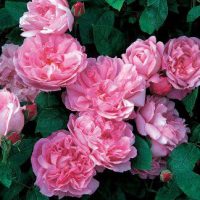 Ramblerrose Mary Rose