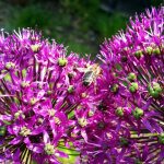 Biene an Kugellauch (Allium aflatunense 'Purple Sensation'