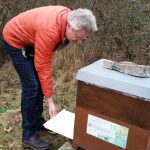Varroakontrolle zur Winterkontrolle der Bienenvölker in den Buger Wiesen