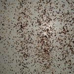 Starker Varroabefall, aber auch stark besetzte Wabengassen
