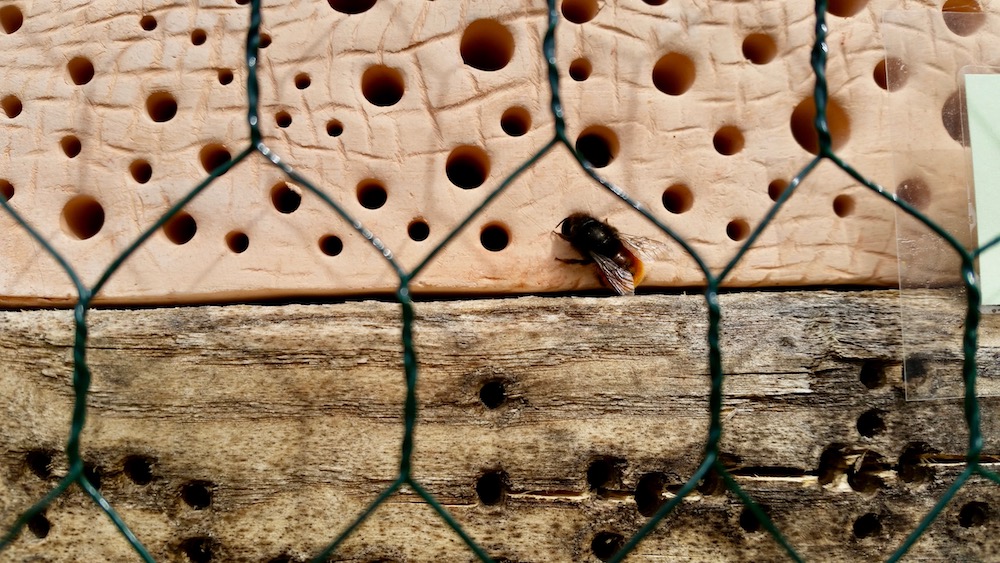 Wildbienenhotel im Bamberger Bienengarten, mit Gehörnter Mauerbiene