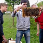 Weiselkontrolle am Lehrbienenstand "Bienenweg"
