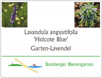 Pflanzetikett Lavandula angustifolia 'Hidcote Blue', Garten-Lavendel