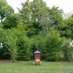 Lehrbienenstand "Bienenweg" von Bienen-leben-in-Bamberg.de