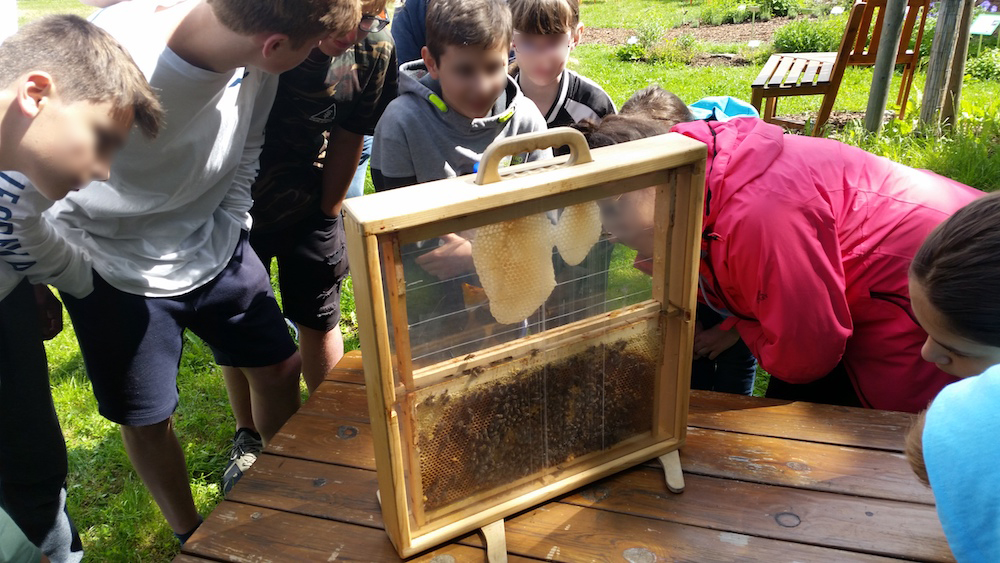 Montessori-Schüler beim Blick auf Bienen in der Schaufensterbeute