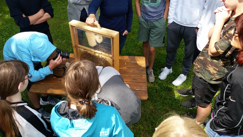 Montessori-Schüler beim Blick auf Bienen in der Schaufensterbeute