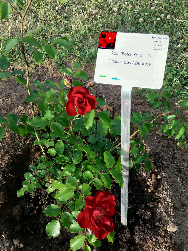 Rose "Roter Korsar" im Bamberger Bienengarten
