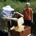 Gäste ernten Honig