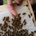 Honig schlecken frisch aus der Wabe
