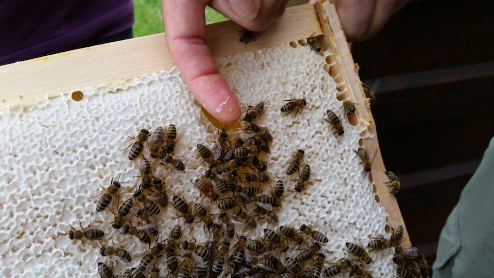 Honig schlecken frisch aus der Wabe
