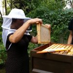 Gäste ernten Honig
