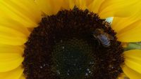 Biene an Sonnenblume
