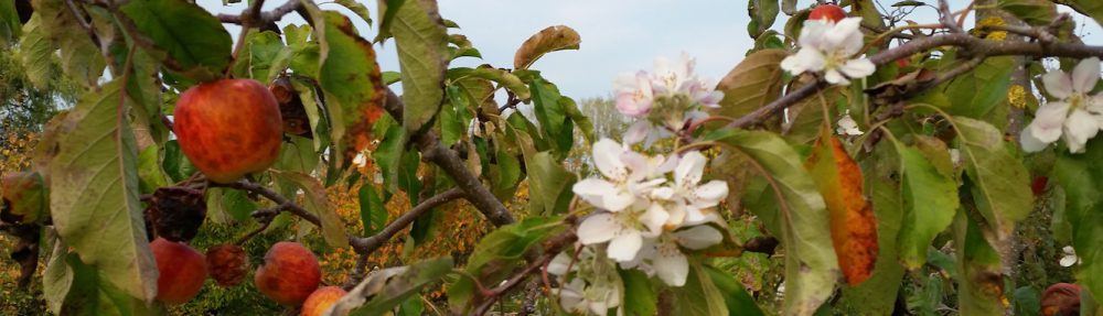 Gleichzeitige Situation von Blüte und Frucht am Apfelbaum