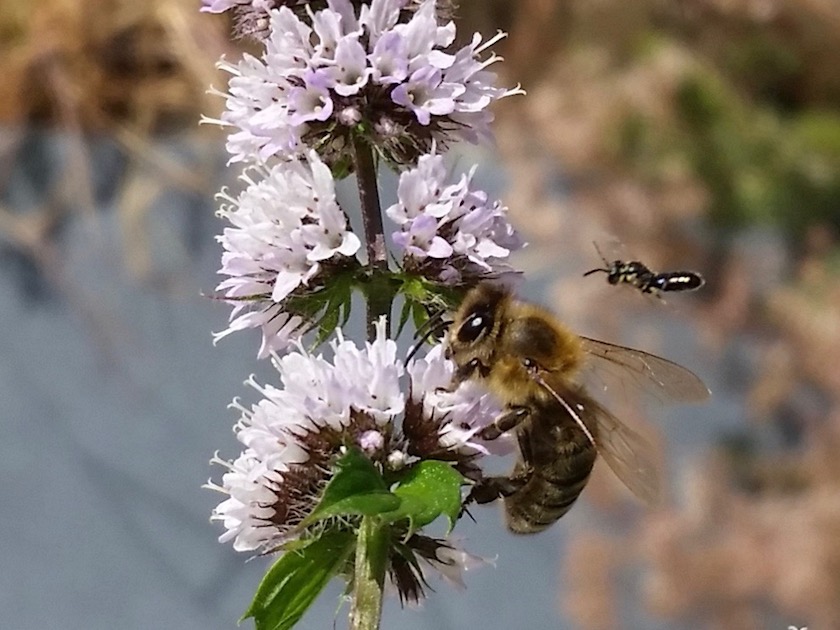 Honigbienen und Wildbiene an Agastache rugosa 'Blue Fortune' (Korea-Minze)