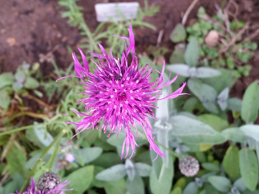 Centaurea scabiosa Skabiosen – Flockenblume