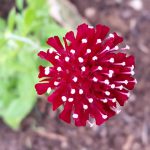 Knautia macedonica Mars Midget – Rote Witwenblume