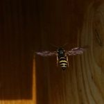 Grabwespe nutzt Wildbienenhotel