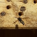 Grabwespe nutzt Wildbienenhotel