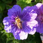 Biene an Geranium x magnificum – Pracht-Storchschnabel
