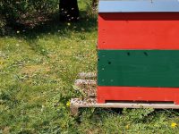 Nach Umsetzung orientieren sich die Bienen neu