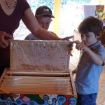 Honigwabe, Anschauung für Gäste zur Saisoneröffnung der Bienen-InfoWabe