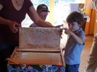Honigwabe, Anschauung für Gäste zur Saisoneröffnung der Bienen-InfoWabe