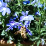 Biene an Lobelie (Männertreu)