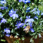 Biene an Lobelie (Männertreu)