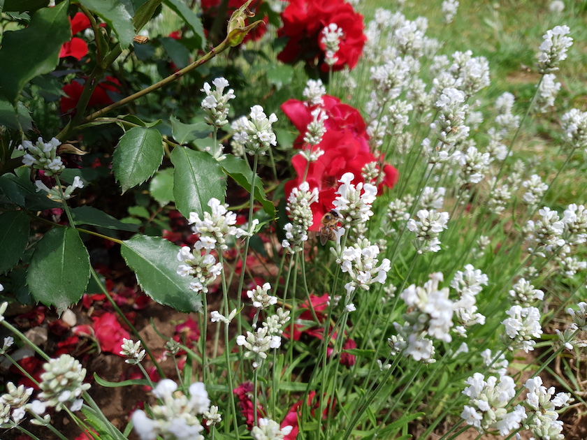 Roter Korsar und weißer Lavendel an der Bienen-InfoWabe