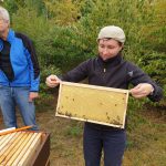 Honigernte am Bienenweg
