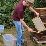 Gäste kehren Biene ab von Honigwaben
