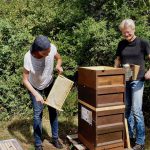 Gäste kehren Biene ab von Honigwaben