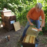 Reinhold öffnet Bienenvolk