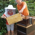 Gäste kehren Biene ab von Honigwaben.