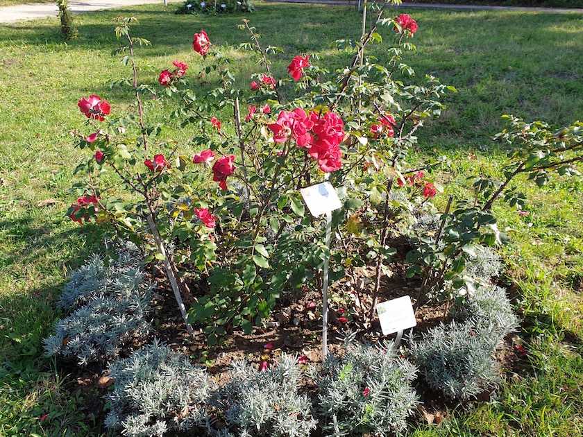 Rosenrondell 1 mit roter Korsar und weißem Zwerg-Lavendel (Lavandula 'Nana alba') im Bamberger Bienengarten