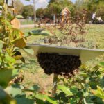 Minischwarm im Rosenrondell 2