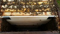Praxisbeispiel Schiede in einer Bienenbeute