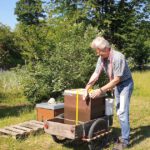Transport unseres Bienenvolks vom Bienenweg in den "Welterbe-Garten"